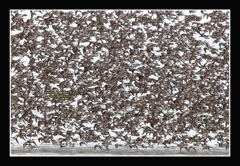 Sandpiper Flock in the Sky