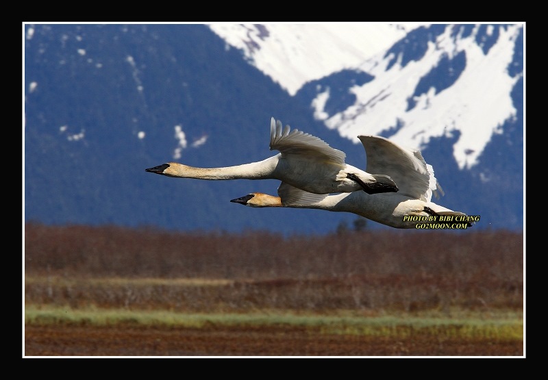 Swan Copper River Delta