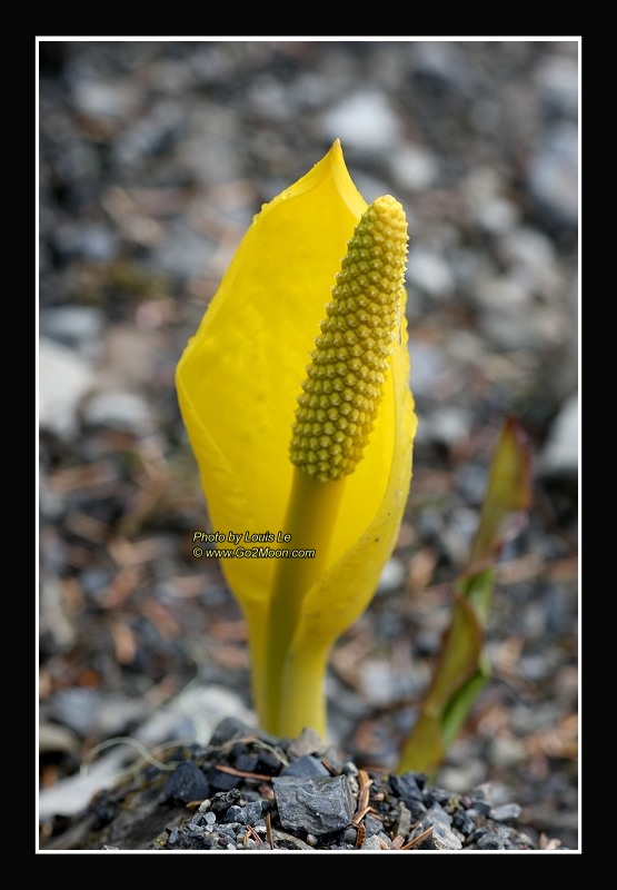 Skunk Cabbage