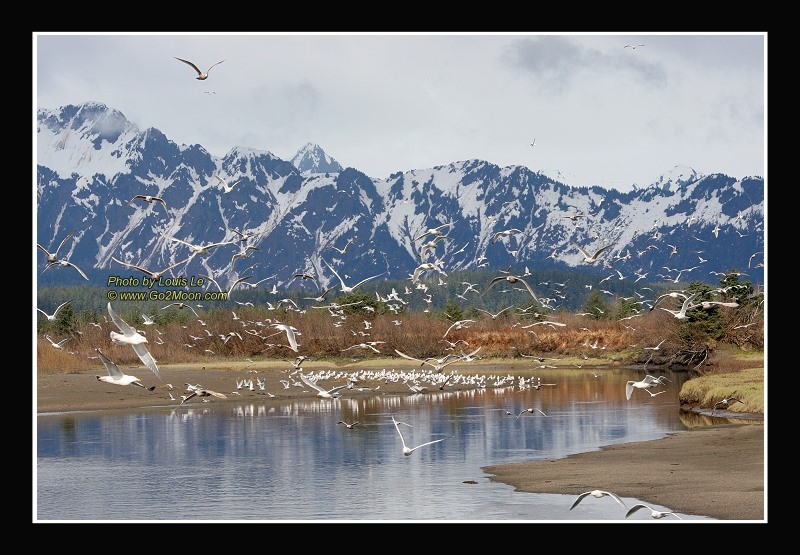 Alaganik Slough