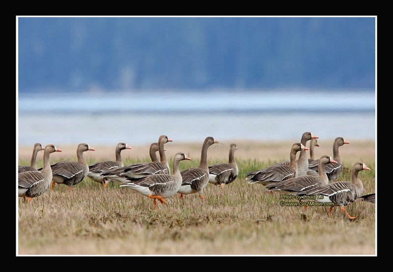 Greater White-Fronted Geese