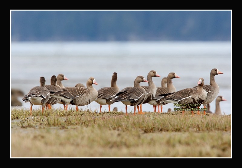 Greater White-Fronted Goose