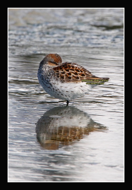 Western Sandpiper resting