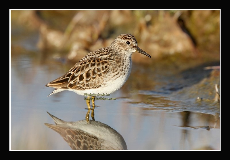 Sandpiper Copper River Delta