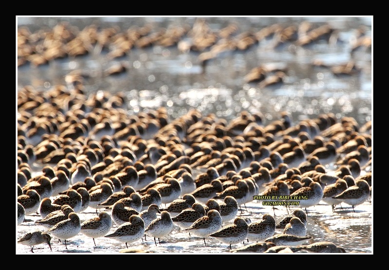 Sandpiper Migration