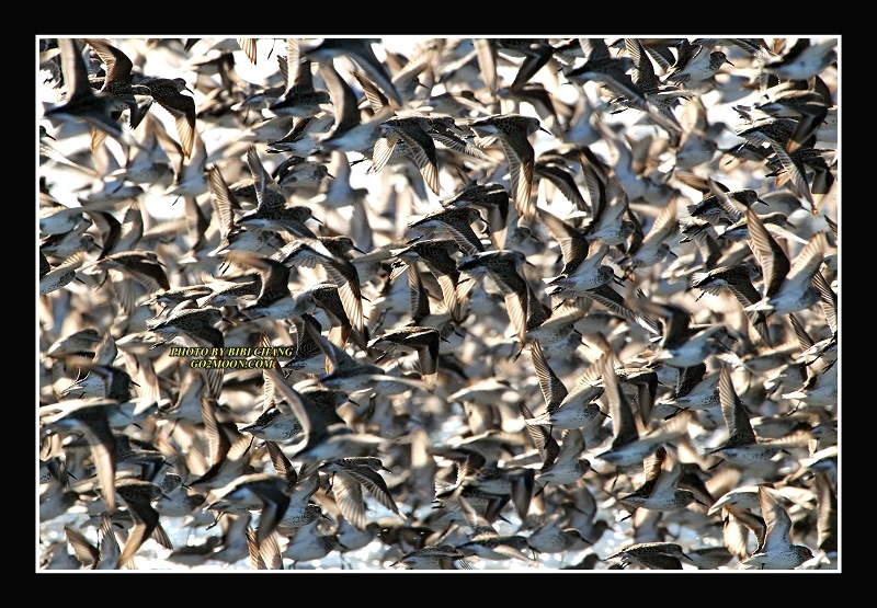 Sandpiper Take Off