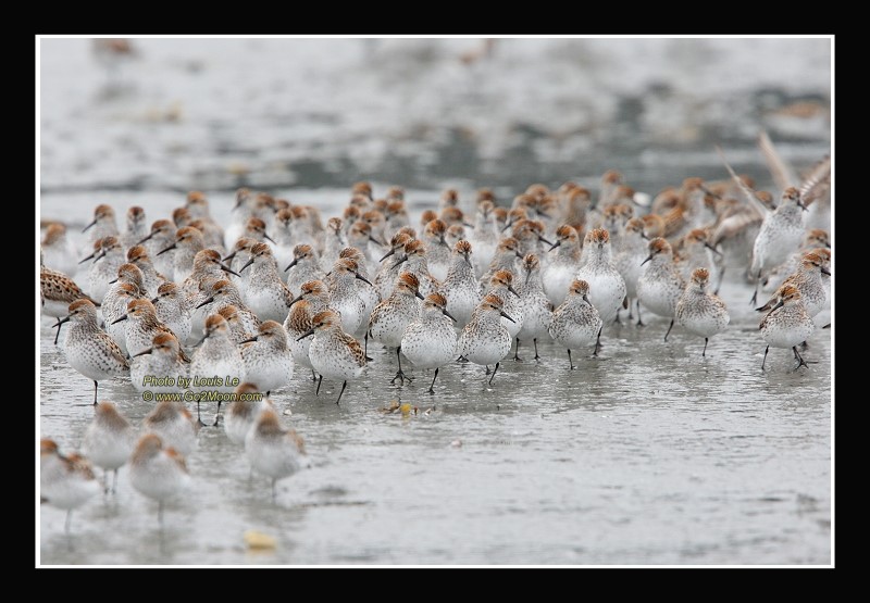 Sandpiper Migration