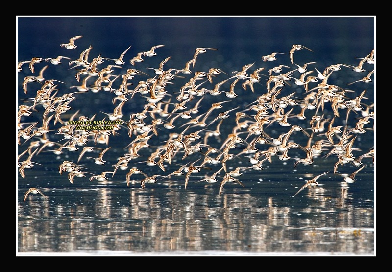 Western Sandpiper migration
