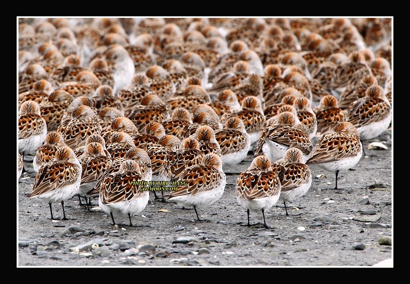 Sandpiper Migration
