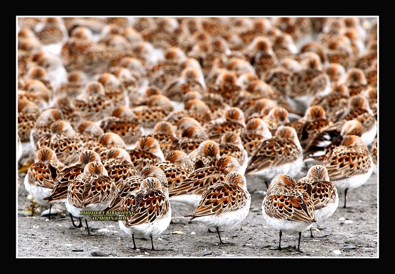 Sandpipers Roosting