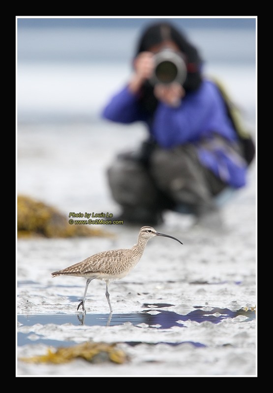 Photograph Bird Festival
