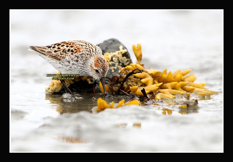 Sandpiper Copper River Delta Mudflat