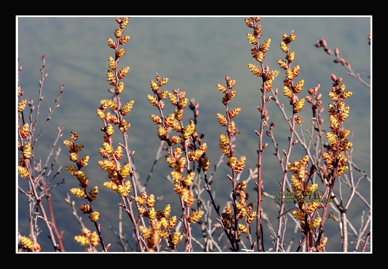 Copper River Delta Vegetation