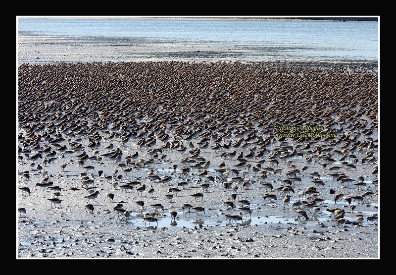 Sandpipers on Ground