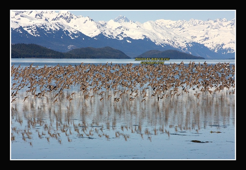 Sandpipers Take Off