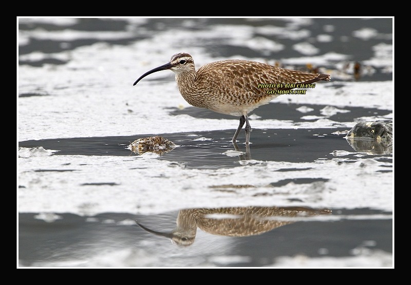 Whimbrel Copper Delta