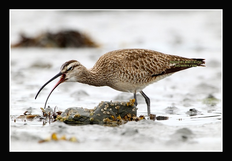 Whimbrel Cordova