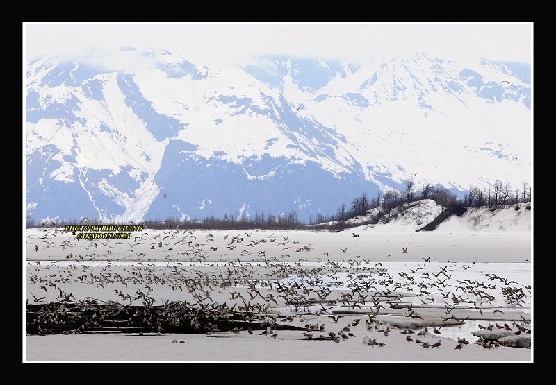 Seagulls Copper River