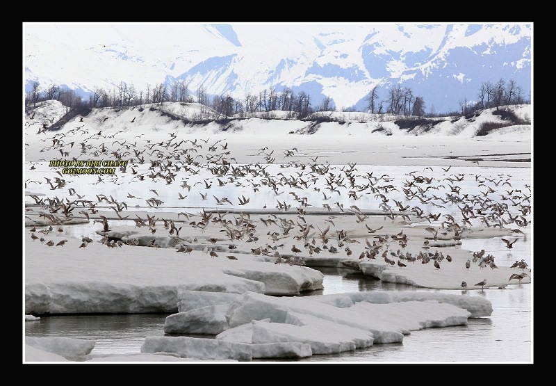 Seagulls Copper River
