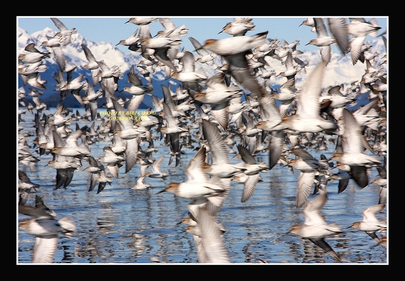 Sandpiper Take Off