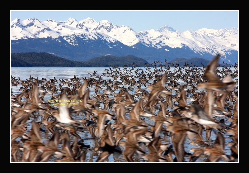 Hartney Bay Cordova