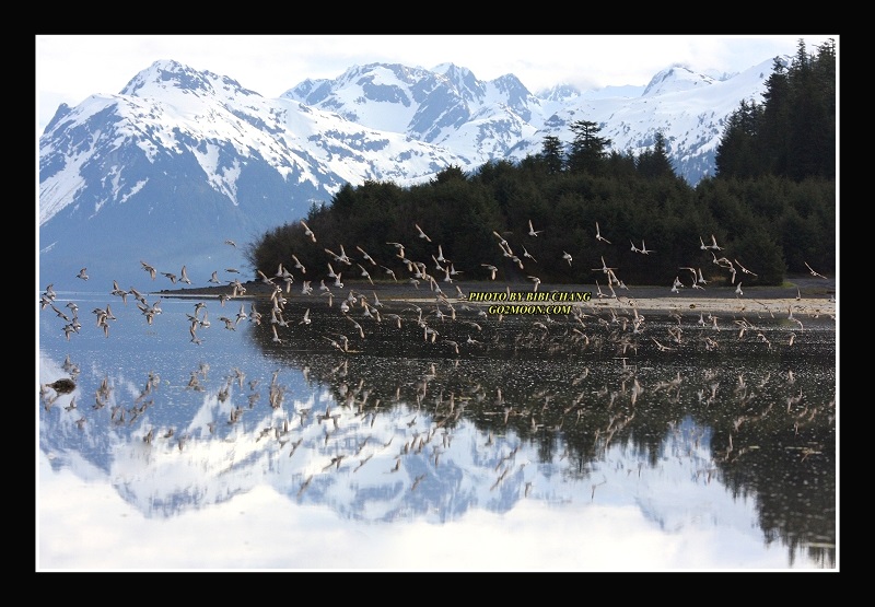 Hartney Bay Cordova