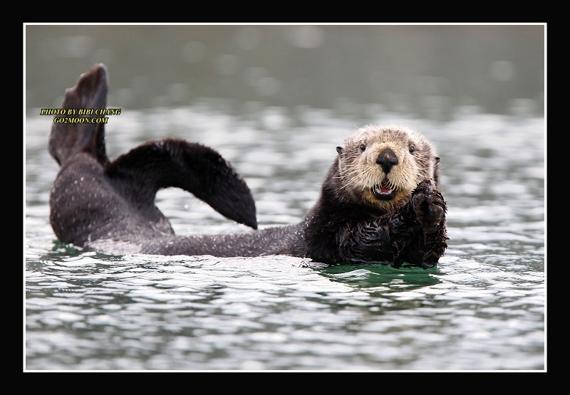 Sea Otter