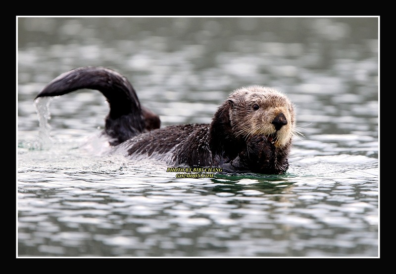 Cordova Sea Otter