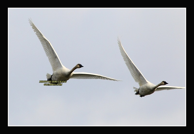 Trumpeter Swans Cordova