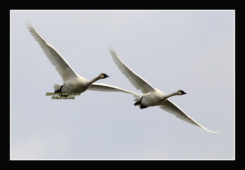 Trumpeter Swan Cordova