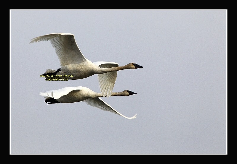 Trumpeter Swans Cordova