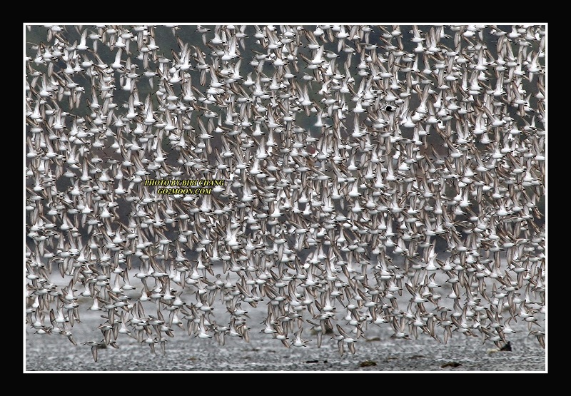 Sandpiper Flock in the Sky