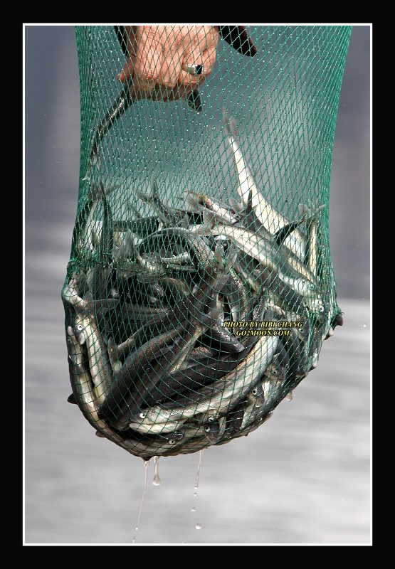 Alaganik Slough Dipnetting