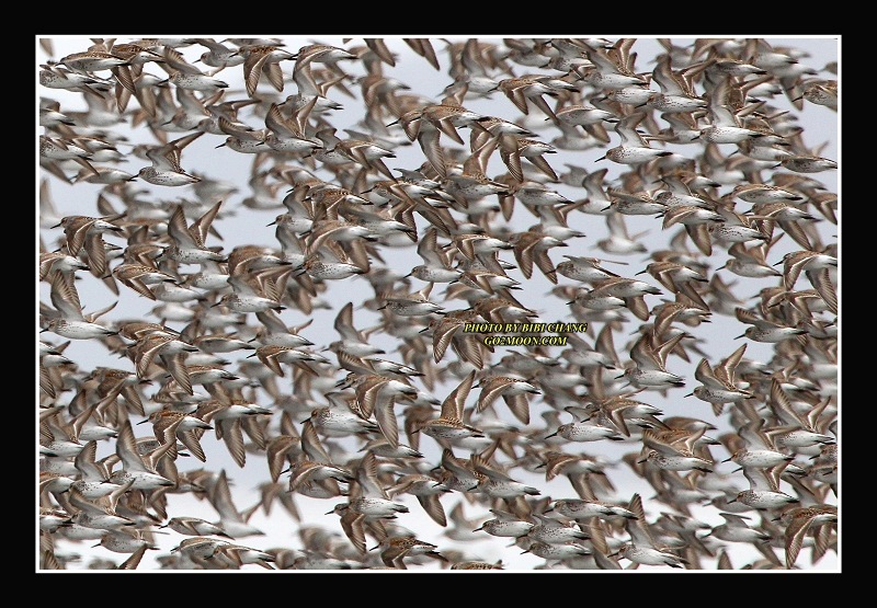 Sandpipers in the Sky