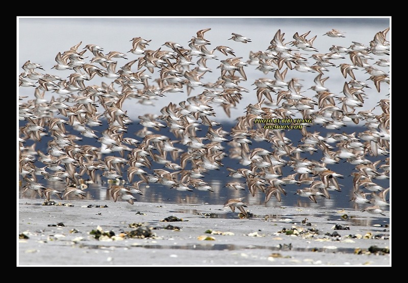 Sandpiper Migration