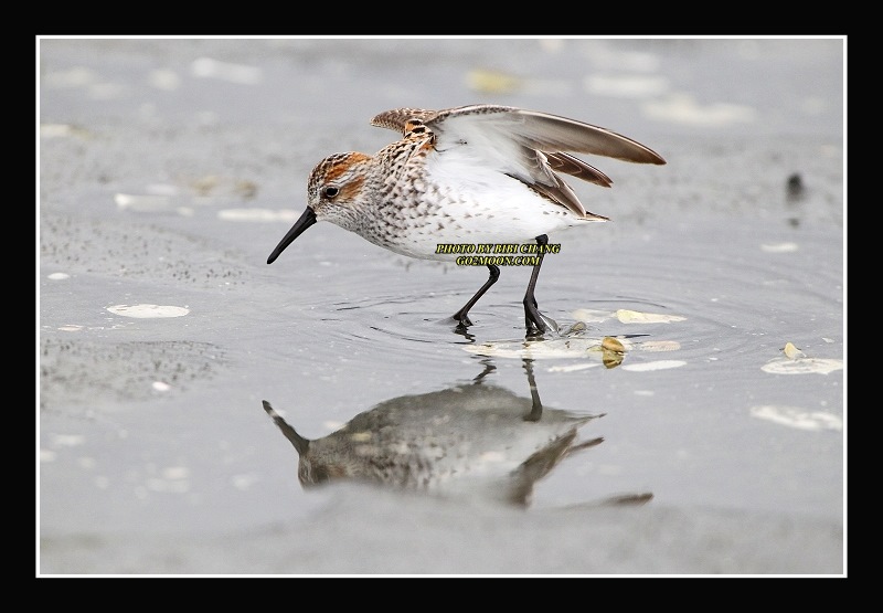 Sandpiper Copper River Delta Mudflat