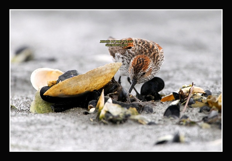 Western Sandpiper Feeding