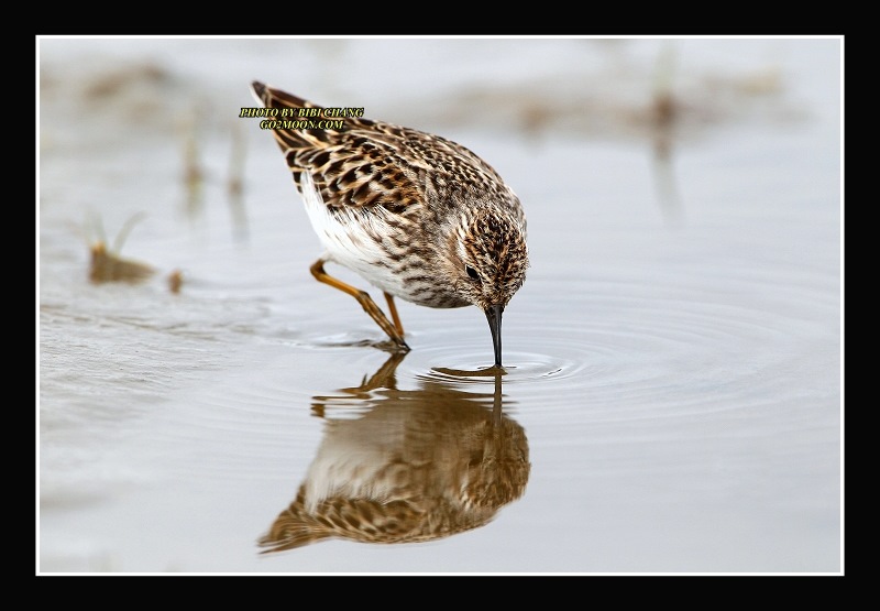 Least Sandpiper Eating