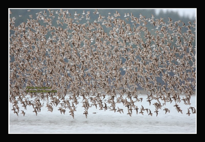 Sandpipers in the Sky