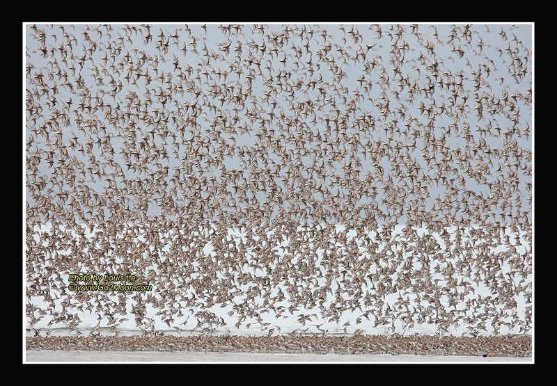 Sandpipers in the Sky