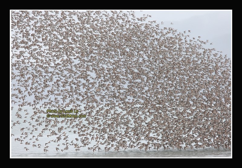 Sandpiper Migration