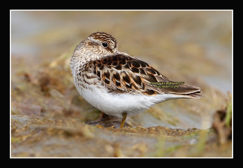 Least Sandpiper Resting