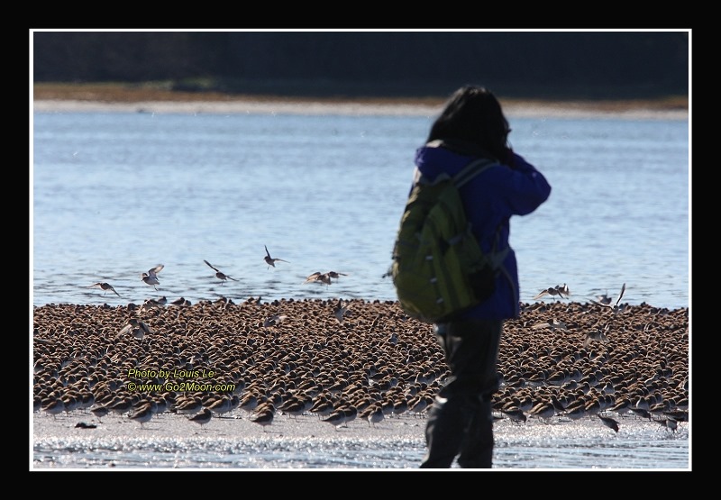 Cordova Bird Festival