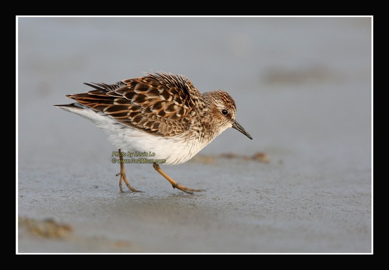 Least Sandpiper