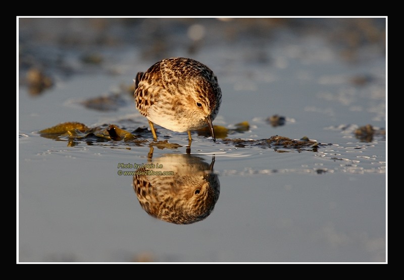 Least Sandpiper Feeding