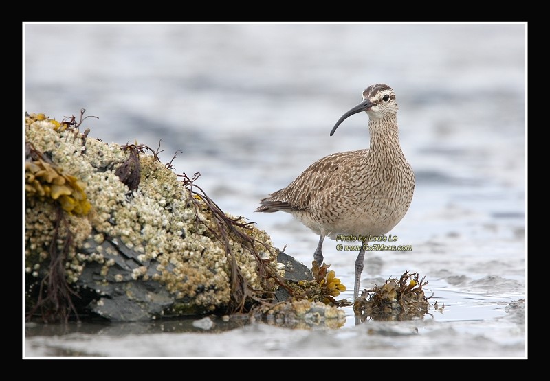 Whimbrel