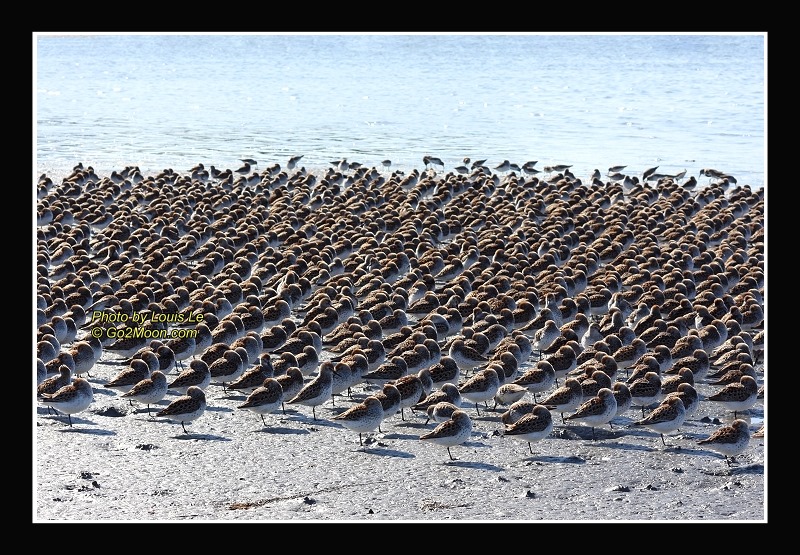 Sandpipers on Ground
