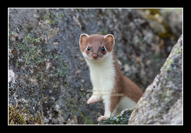 Alaska Weasel