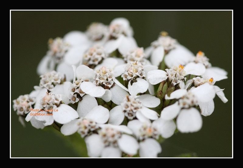 Northern Yarrow