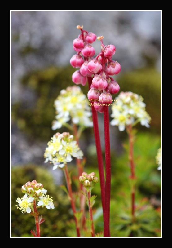 Alaska Pink Pyrola